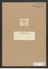 Mastogloia meleagris (Kuetz.) Grun. (de-Toni-Nr.: Genus 26, Species 1248) Zeichnungen Sammlung Grunow Nr. 2396 (NHMW-BOT-W0369544)